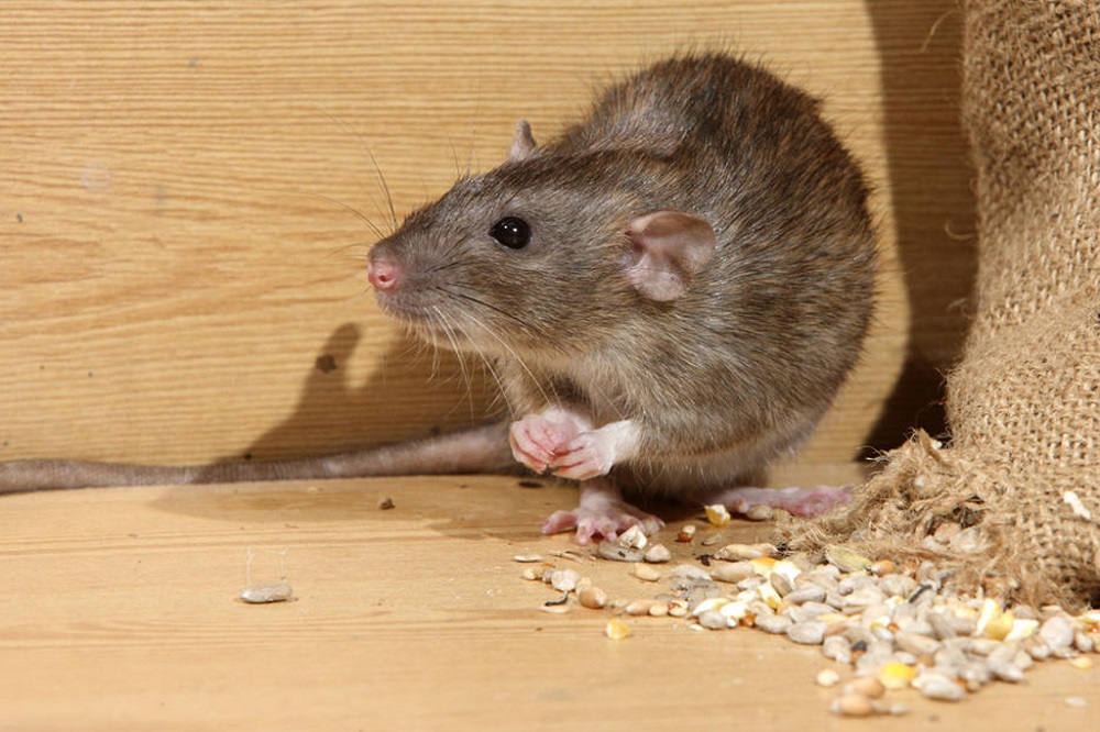 Assessing Various Professional Techniques for Efficient Rat Control
